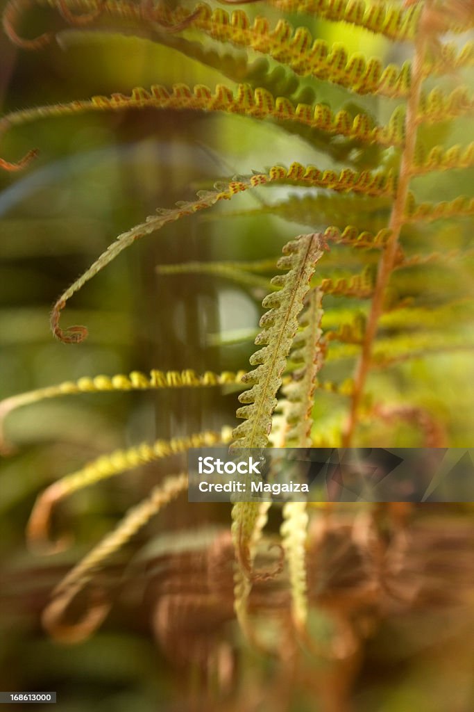 far Fern in Botanical Garden. Botanical Garden Stock Photo