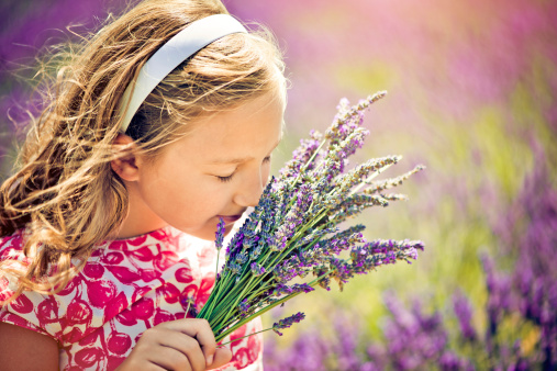 Little girl harvesting lavender in Provence, France