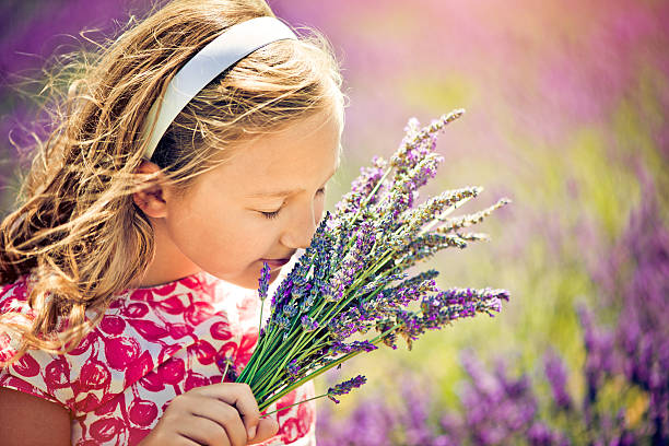 w polu z lawendowym korkiem - single flower small agriculture nature zdjęcia i obrazy z banku zdjęć