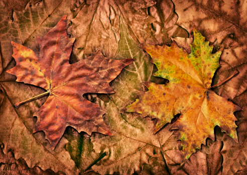 This Hi-Res Scan of Two Autumn Dry Maple Leaves, Isolated on Autumn Dry Foliage Backdrop, and equipped with Precise, Corresponding Clipping Paths, is excellent choice for implementation in various CG design projects. 