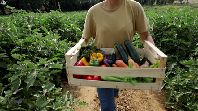 Woman bringing fresh groceries box: agricultural activity