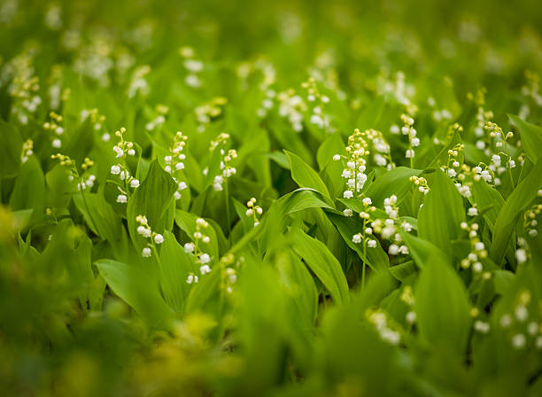 Lily of the Valley May Lily in the woods in Spring. lily of the valley stock pictures, royalty-free photos & images