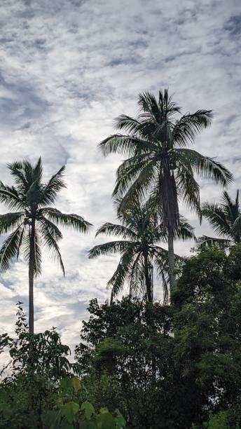 istock Silhouette of a coconut tree in a cool morning 1686133478