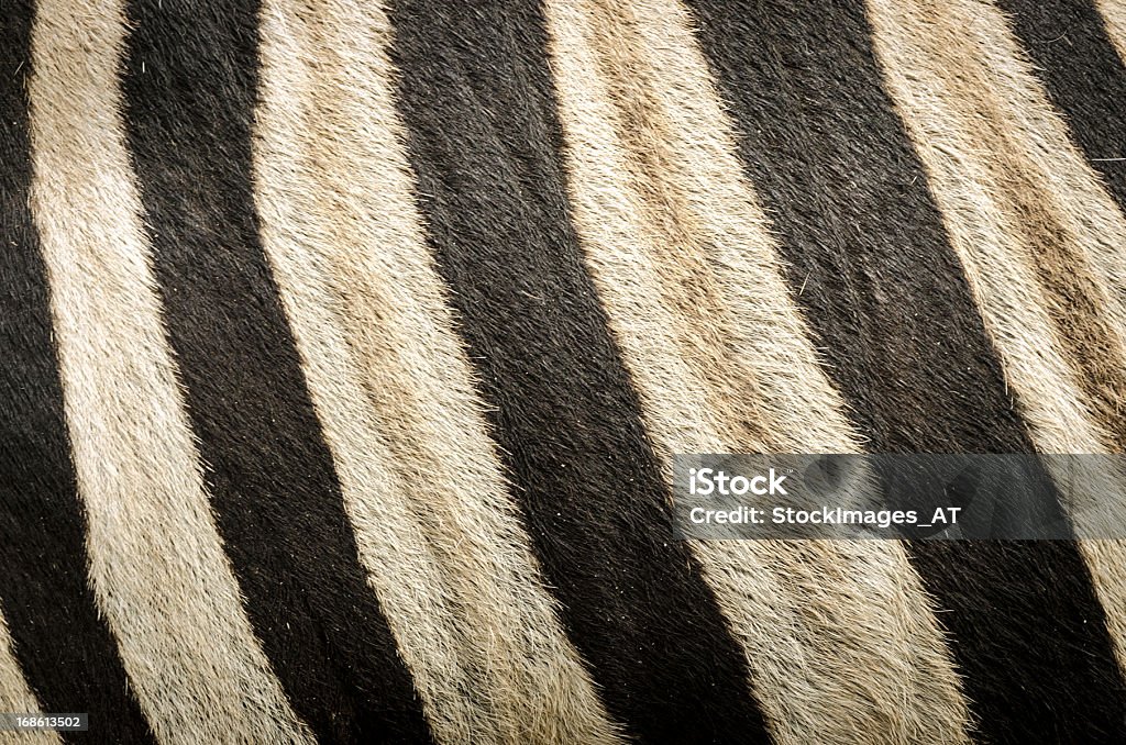 Original Zebra - Lizenzfrei Texturiert Stock-Foto