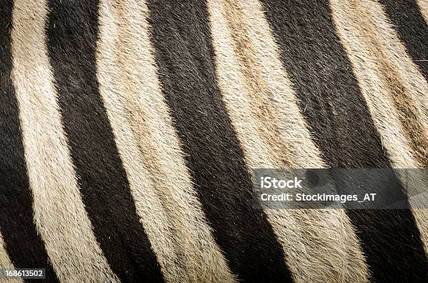 Original Zebra Stockfoto und mehr Bilder von Texturiert - Texturiert, Abstrakt, Afrika
