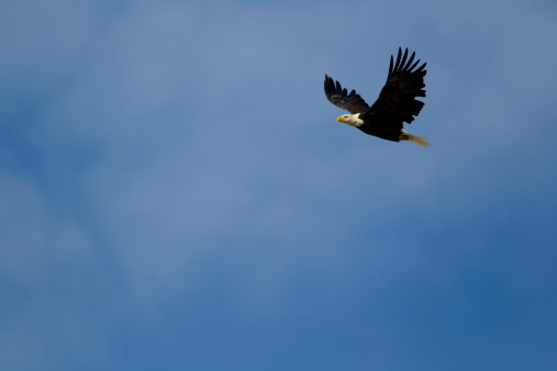 A bald eagle takes flight along the Fraser River in British Columbia, Canada.