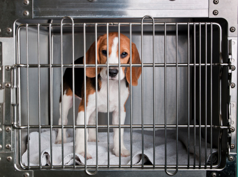A Beagle in a cage at the veterinary hospital.