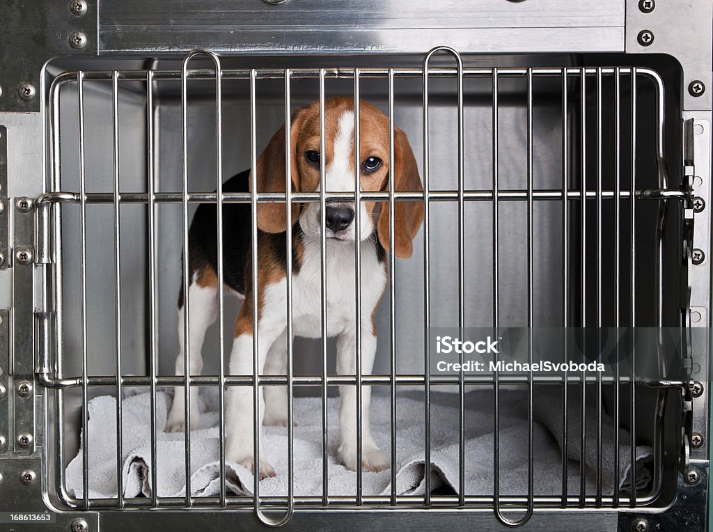 Beagle A Beagle in a cage at the veterinary hospital. Beagle Stock Photo