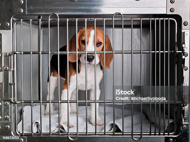 Beagle Stock Photo - Download Image Now - Beagle, Cage, Dog