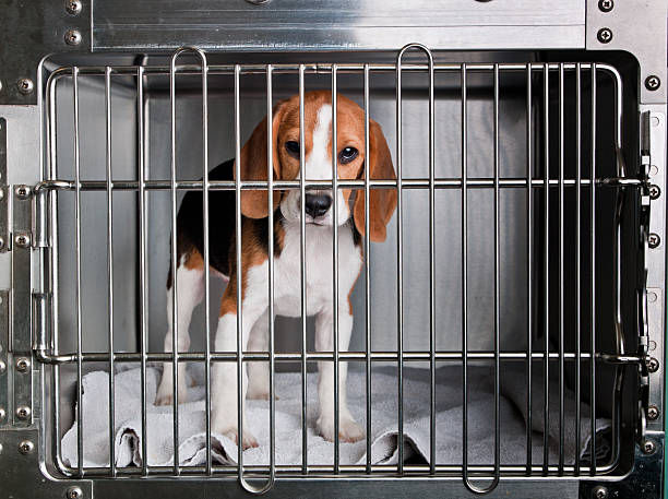 beagle - 籠子 個照片及圖片檔