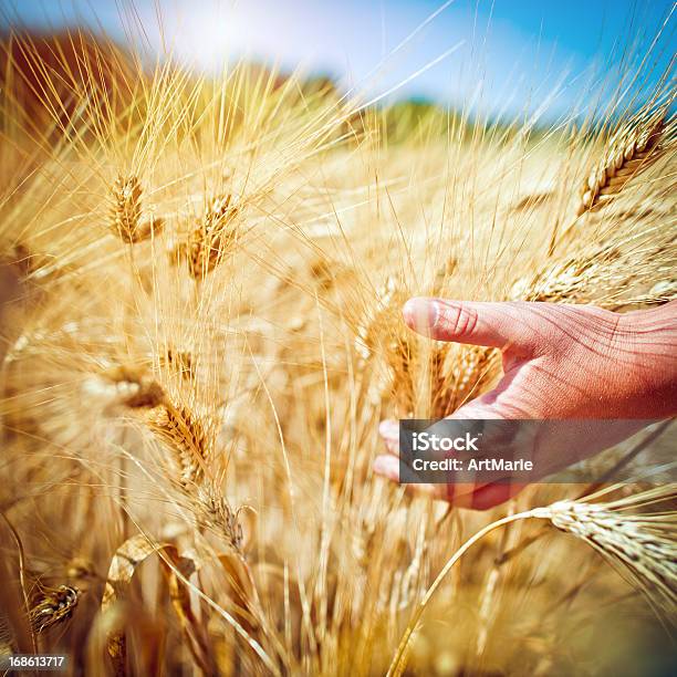 Child In The Wheat Field Stock Photo - Download Image Now - Wheat, Agricultural Field, Agriculture