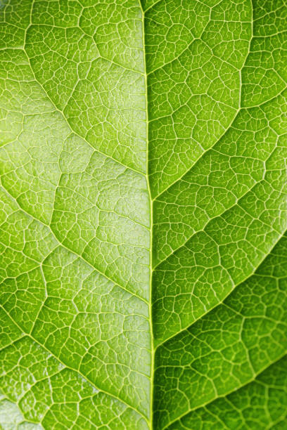 serie de hoja - leaf vein leaf plant macro fotografías e imágenes de stock