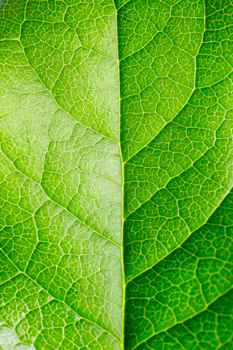 macro green leaf,green leaf texture leaf background