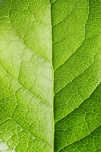 Leaf Series Close-up leaf. leaf vein stock pictures, royalty-free photos & images