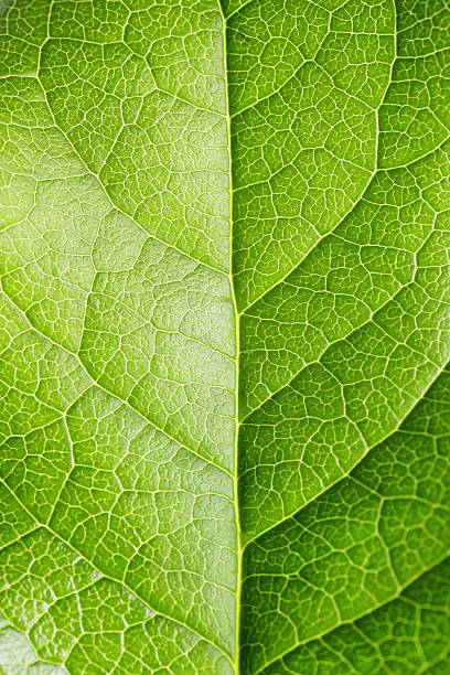 leaf seria - leaf leaf vein nature green zdjęcia i obrazy z banku zdjęć