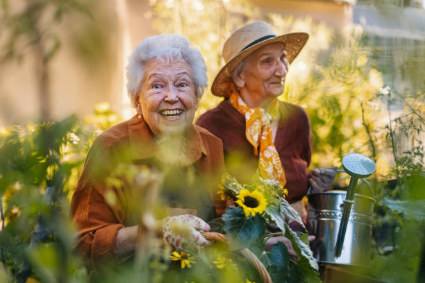 Portrait of senior friends taking care of vegetable plants in urban garden. Portrait of senior friends taking care of vegetable plants in urban garden in the city. Pensioners spending time together gardening in community garden in their apartment complex. Nursing home residents gardening outdoors. Senior sisters have same hobby. community vegetable garden stock pictures, royalty-free photos & images
