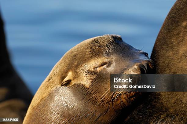 Nahaufnahme Von Wild California Sea Lion Stockfoto und mehr Bilder von Aquatisches Lebewesen - Aquatisches Lebewesen, Bildschärfe, Braun