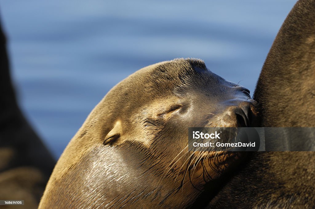 Primer plano de Wild león marino californiano - Foto de stock de Aire libre libre de derechos