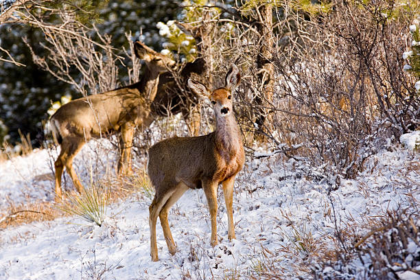 istock Herd of Mule Deer in Colorado Winter Snow 168614392