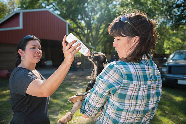 Bottle Feeding a Baby Goat This is a horizontal, color photograph of two women working together to bottle feed a baby goat on a farm in Plant City, Florida. The bright afternoon sun backlights the scene, creating minimal lens flare. plant city photos stock pictures, royalty-free photos & images