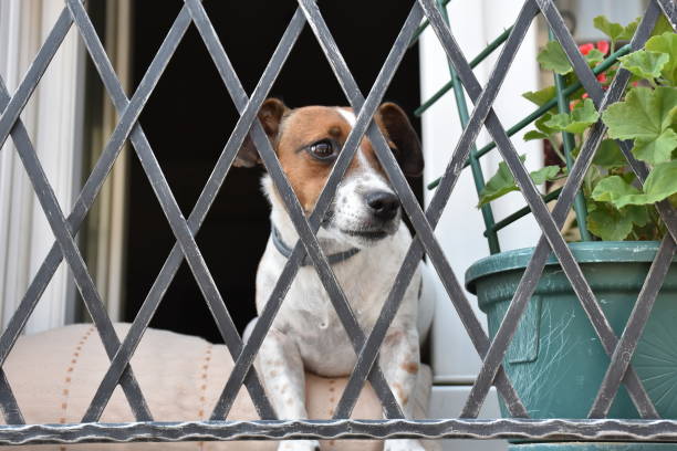 istock Jack Russell Terrier dog looking out the window 1686148138