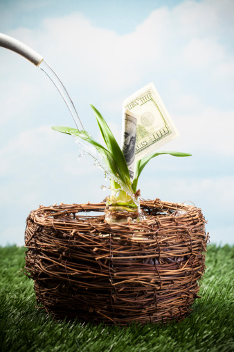 Plant in pot growing money concept