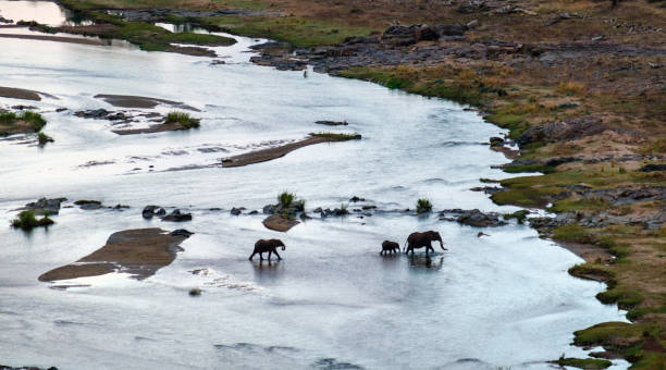 istock Elephants crossing the Olifants river 1686152844