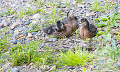 Little ducklings on the shore
