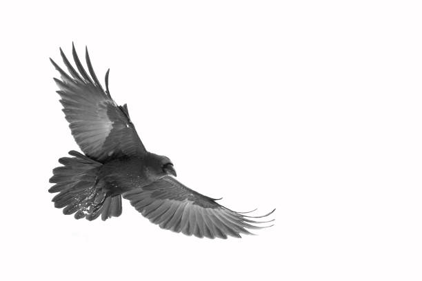 istock Birds flying raven isolated on white background Corvus corax. Halloween 1686163975