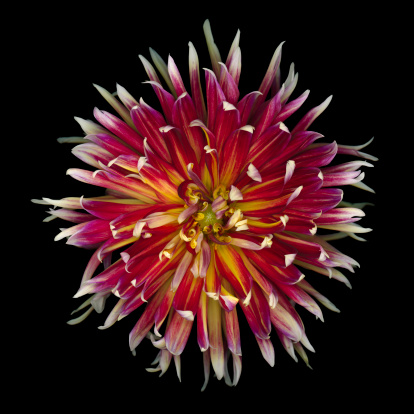 Red and yellow dahlia isolated on a black blackground,