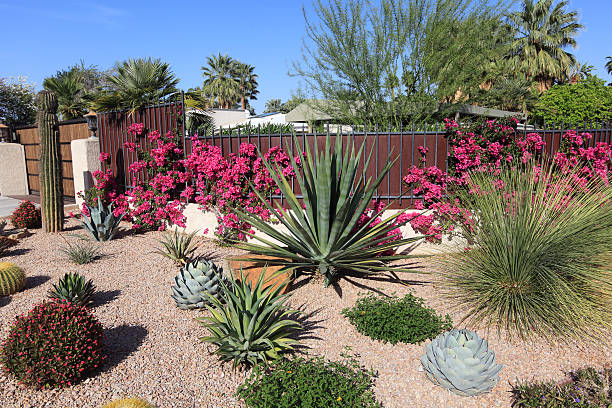 Stunning Succulent And Cactus Water Conservation Garden Beautiful xeriscaped residential garden of cactus,succulents,bougainvillea and other arid perennial plants. succulent plant stock pictures, royalty-free photos & images