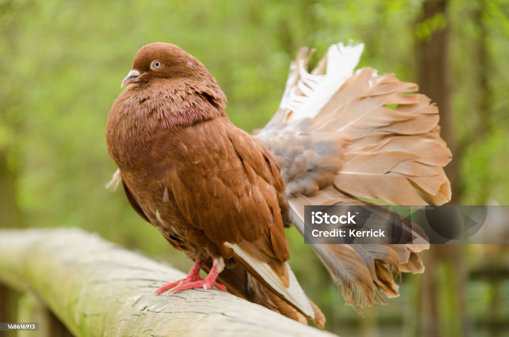 brown männliche fantail pigeon - Lizenzfrei Braun Stock-Foto