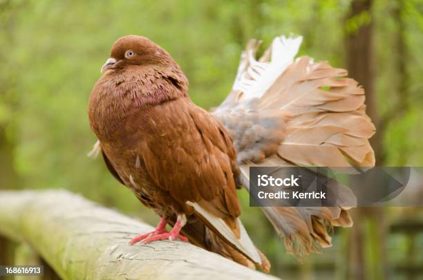 Brown Männliche Fantail Pigeon Stockfoto und mehr Bilder von Braun - Braun, Fantail - Insectivorous Bird, Fliegen