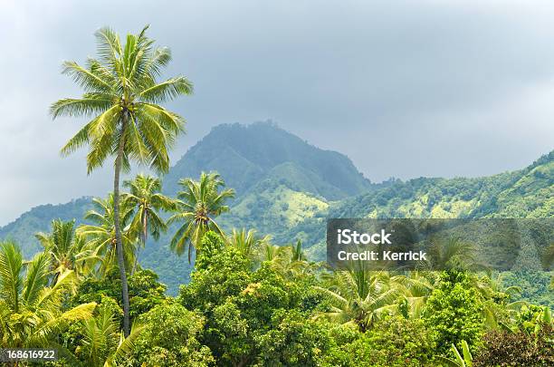 Palms In Der Regenzeit In Bali Indonesien Stockfoto und mehr Bilder von Anhöhe - Anhöhe, Asien, Bali