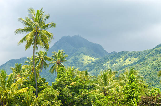 istock Palms at rainy season in Bali - Indonesia 168616922