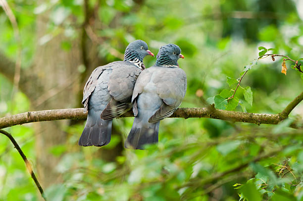 two wood pigeons (Columba palumbus) kissing on a branch.