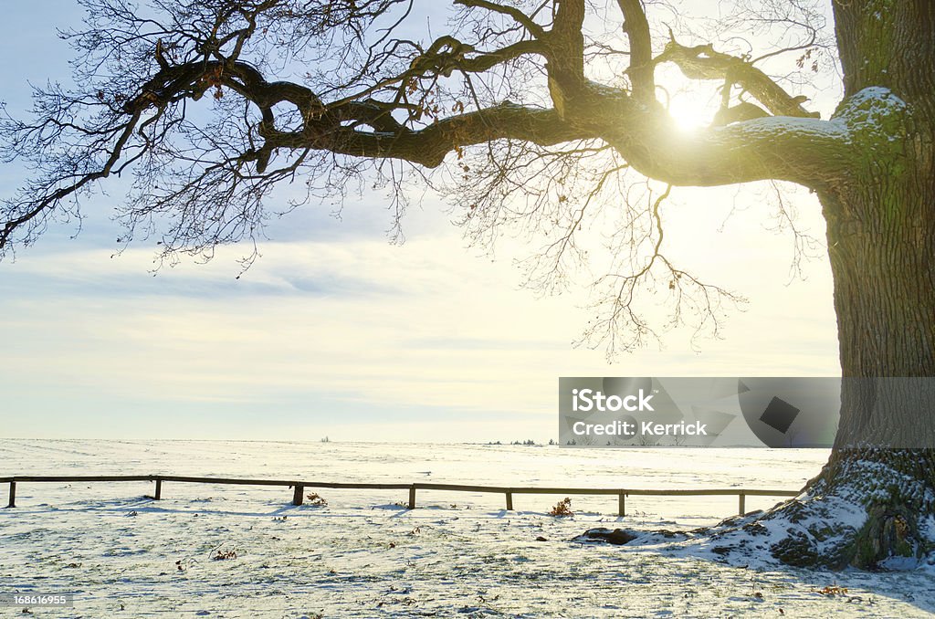 Einzelne oak im winter sun - Lizenzfrei Eiche Stock-Foto