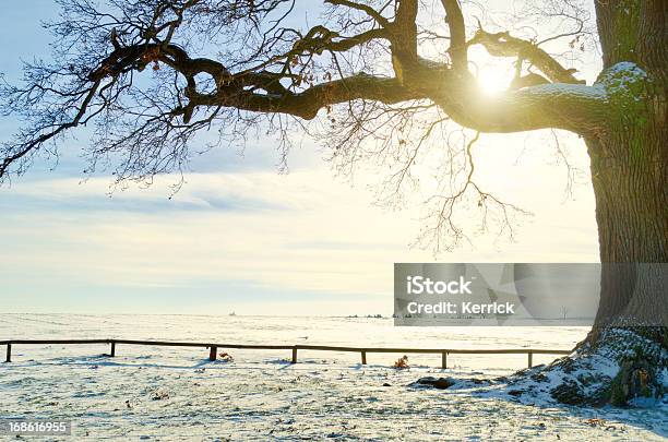 Einzelne Oak Im Winter Sun Stockfoto und mehr Bilder von Eiche - Eiche, Winter, Alt