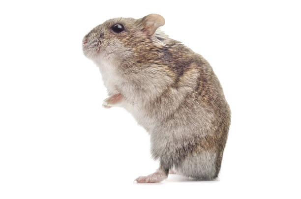 sungorus - fun mouse animal looking - fotografias e filmes do acervo