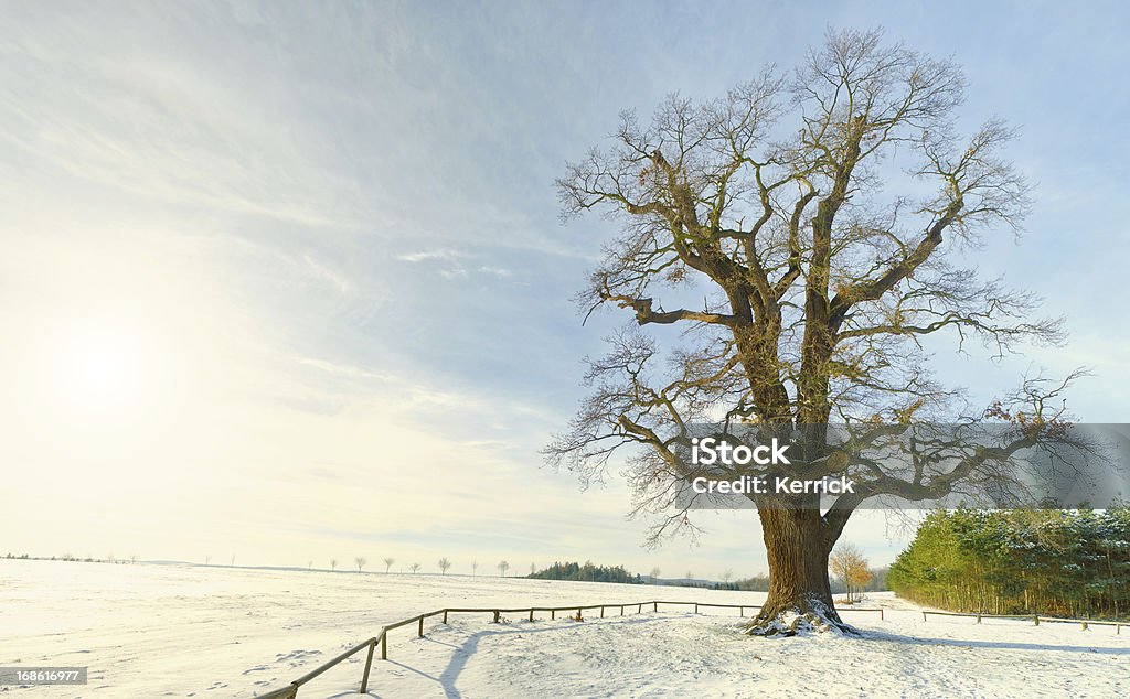 Einzelne oak im winter sun - Lizenzfrei Alt Stock-Foto