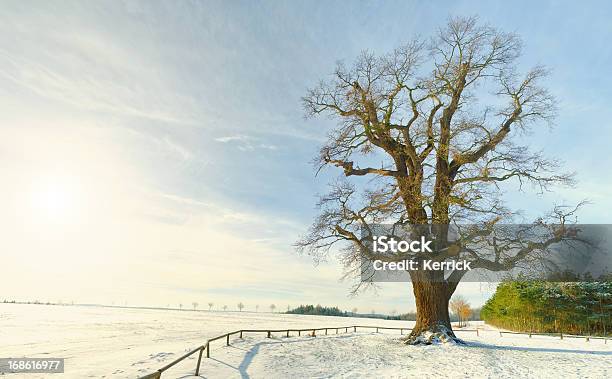 Einzelne Oak Im Winter Sun Stockfoto und mehr Bilder von Alt - Alt, Baum, Blendenfleck