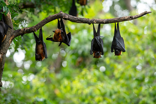 Bats hanging upside down on a branch  (Lyle's flying fox)