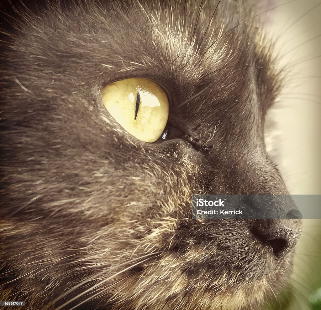 Die cat eye - Lizenzfrei Bernstein Stock-Foto