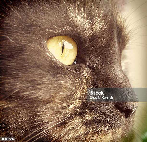 Die Cat Eye Stockfoto und mehr Bilder von Bernstein - Bernstein, Braun, Domestizierte Tiere