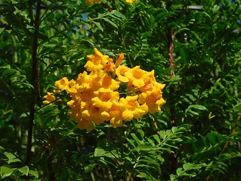 Golden trumpet tree, or Handroanthus, yellow flowers