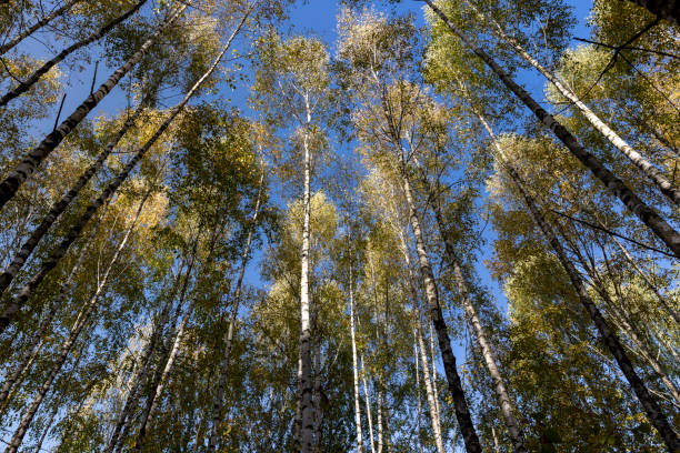 istock sunny autumn weather in the birch forest 1686175834