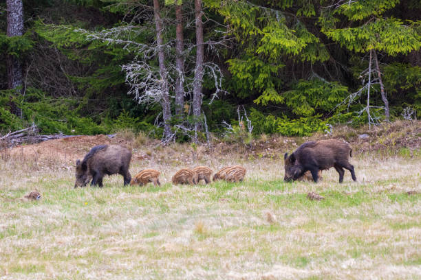 istock Grubing Vild boar in a meadow 1686176455