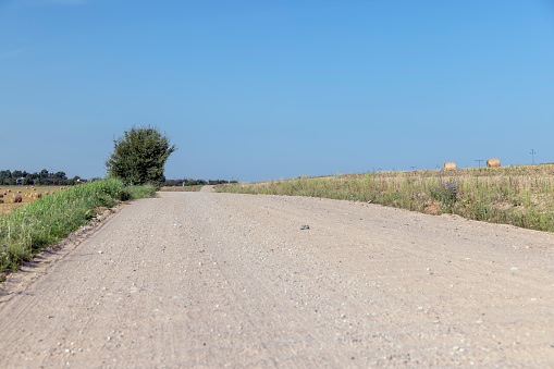 Country road in the Murge plateau (Apulia, Italy) with olive tree.