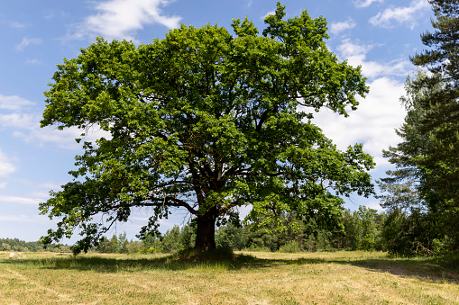 old tall oak with green foliage during drought, old oak in the hot summer season