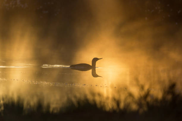 istock Red throated loon in misty morning light 1686178079